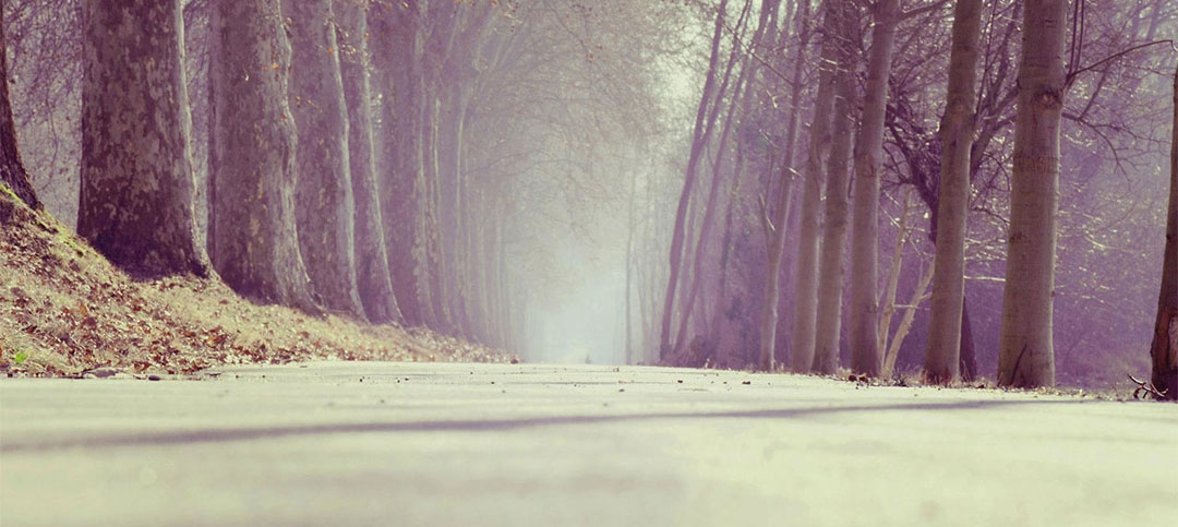 Path through trees